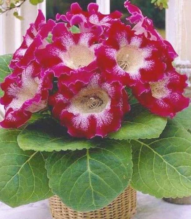 Bulbi mari de gloxinia 7 culori diferite la numai 10 lei/bulb