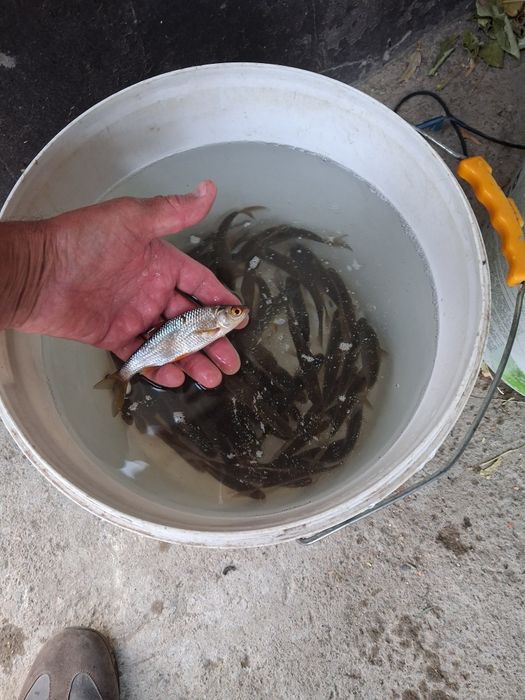 Живецы для рыбалки