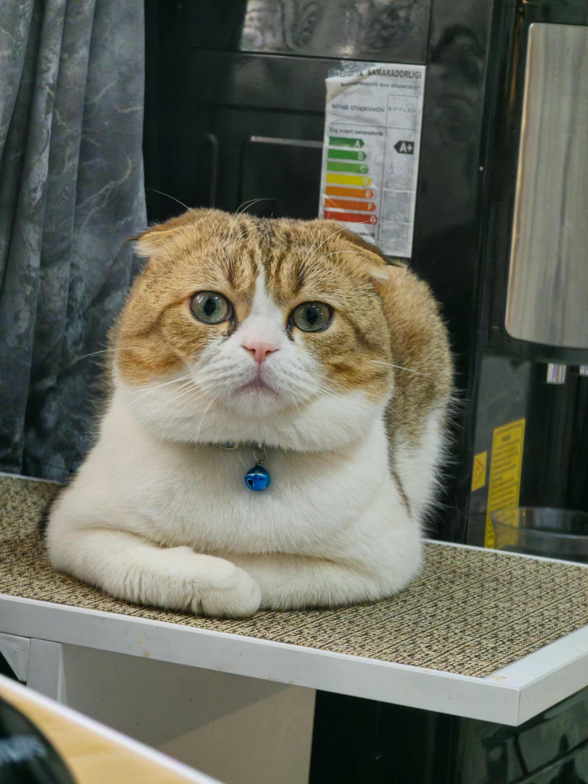 Вязка!!!    Ищу кошку для вязки с вислоухим котом.