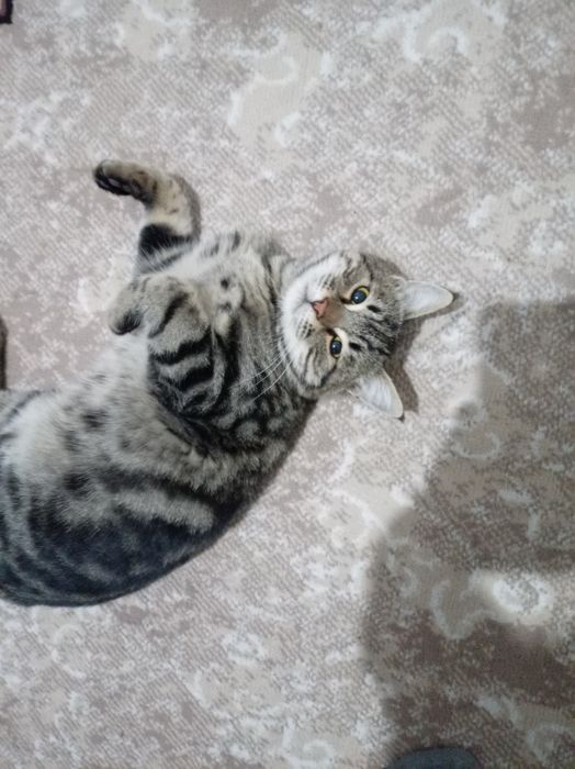 Mushuk bengal srochna sotiladi