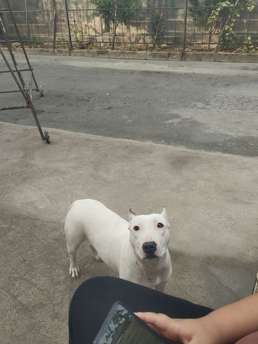 Вязка американский питбуль терьер