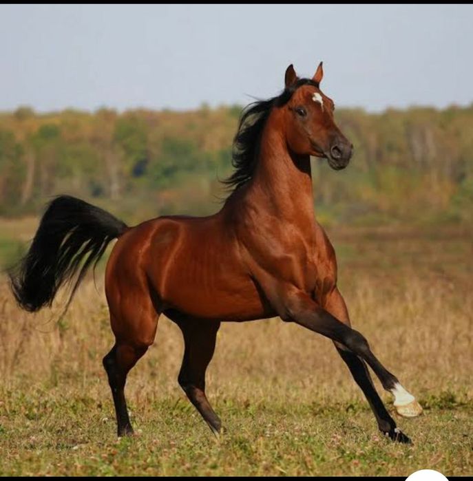 Касапшы, қасапшы, мал сою, мясник