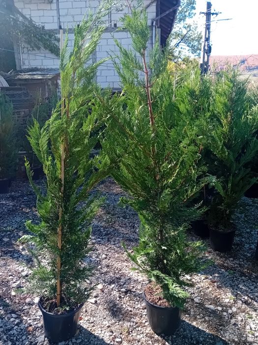 Vând chiparos leylandi la ghiveci