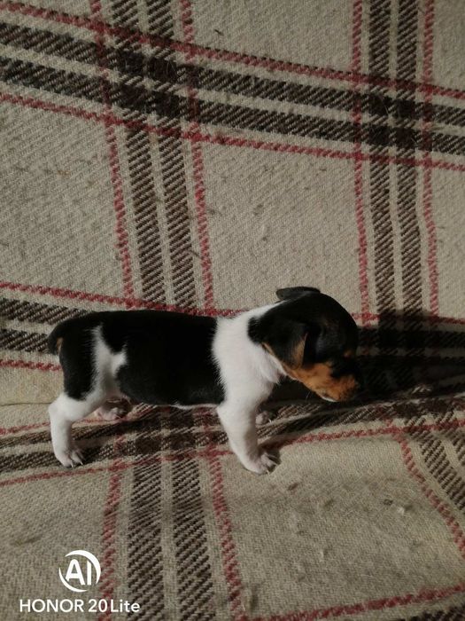 Продавам малки джак ръсел териери