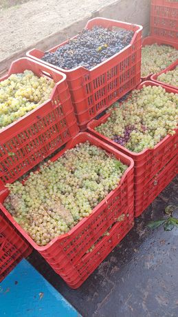 Vând Struguri de vin producție 2022