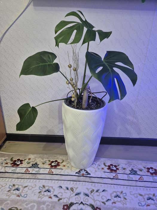 Монстера в напольном кашпо