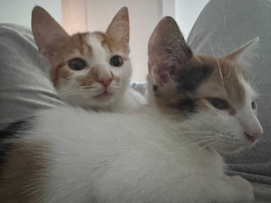 Pisicute adoptie