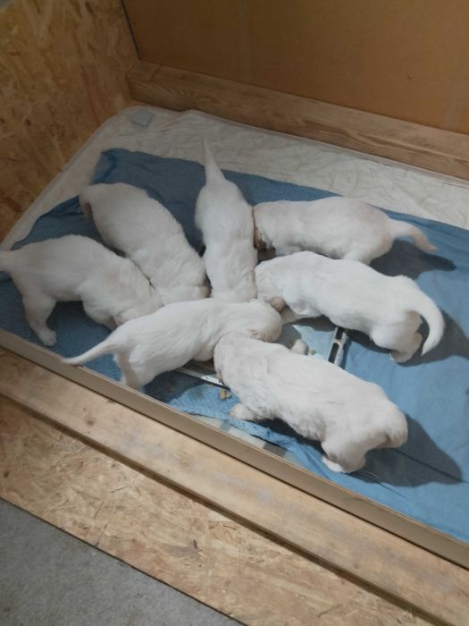 Голдън ретривър бебета