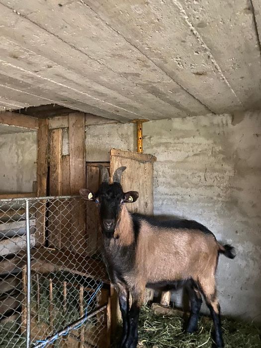 Vând țap alpin francez