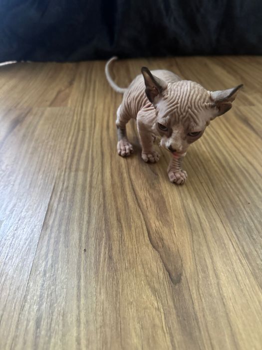 Pui sphinx iubitor și perfect sănătos
