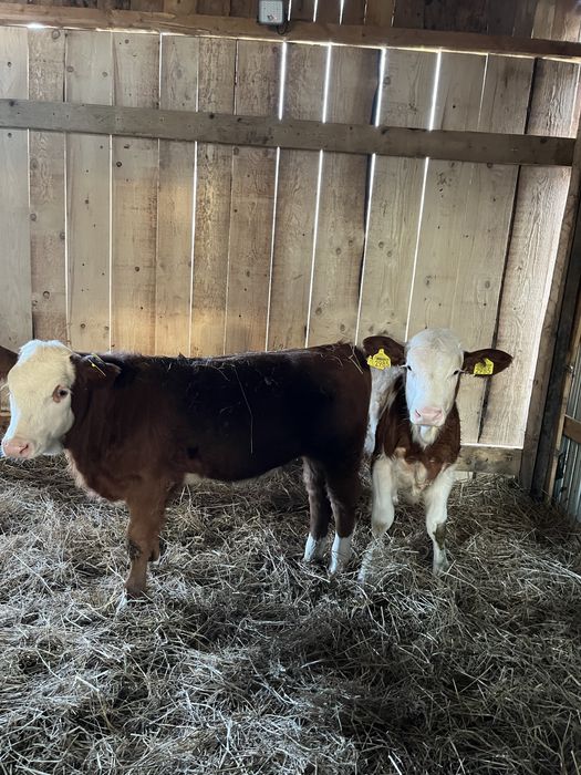 Vând 2 vitele.                .