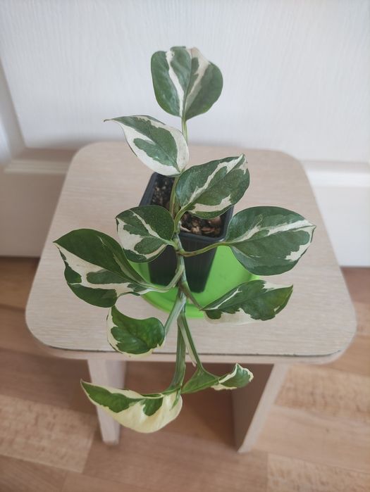 Эпипремнум 2500 ,