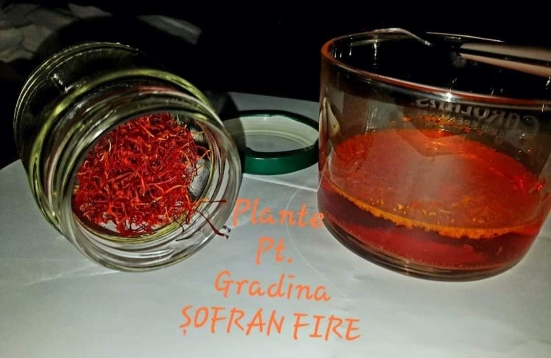 Fire Sofran Crocus Sativus
