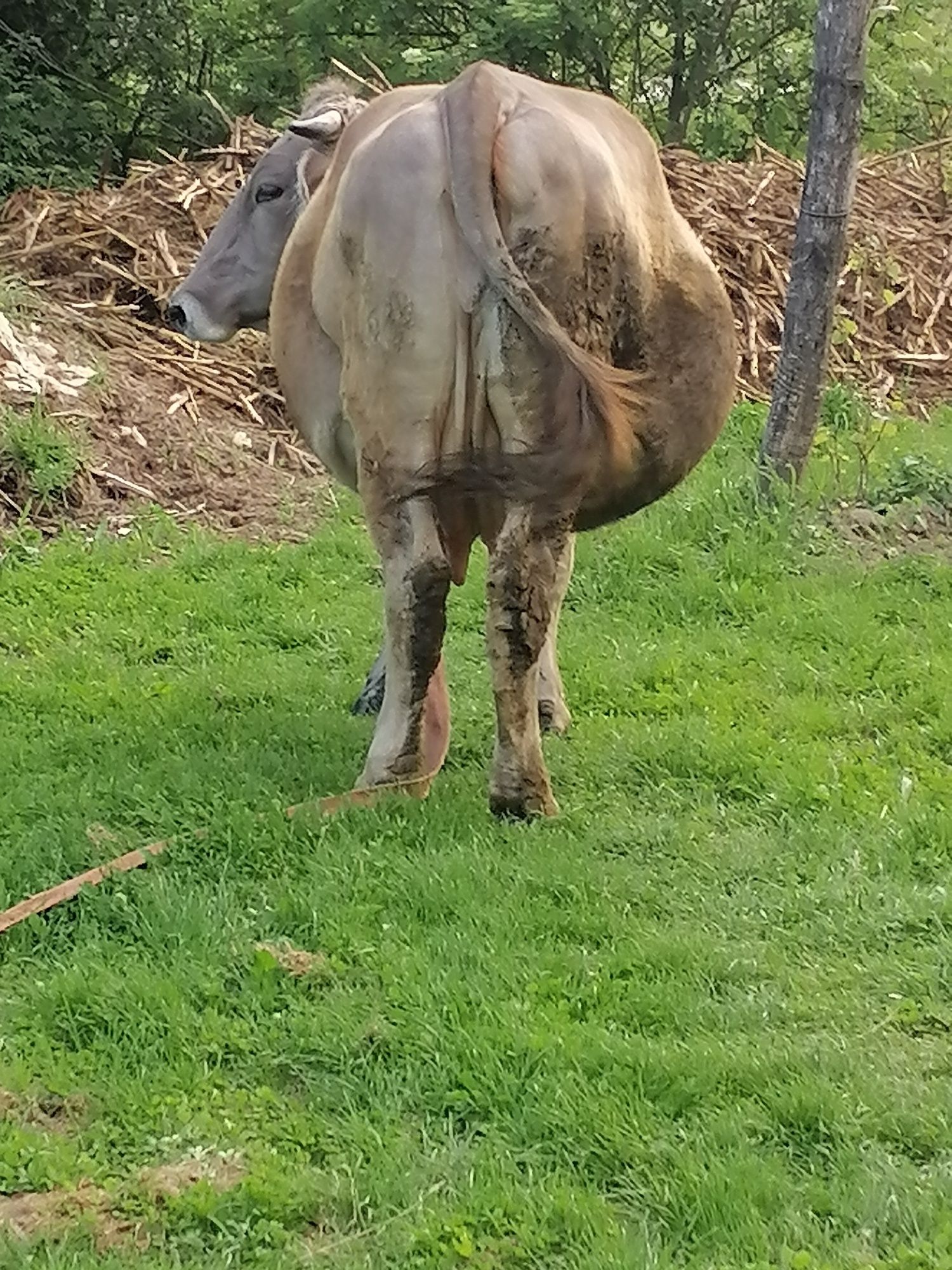 Vând vaca bruna, gestanta