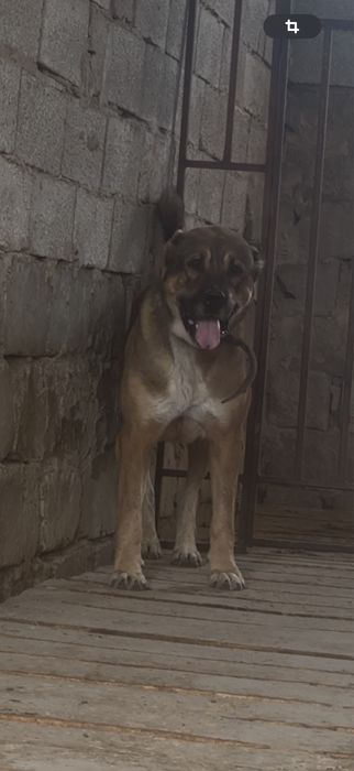 Продам кобелья бойца