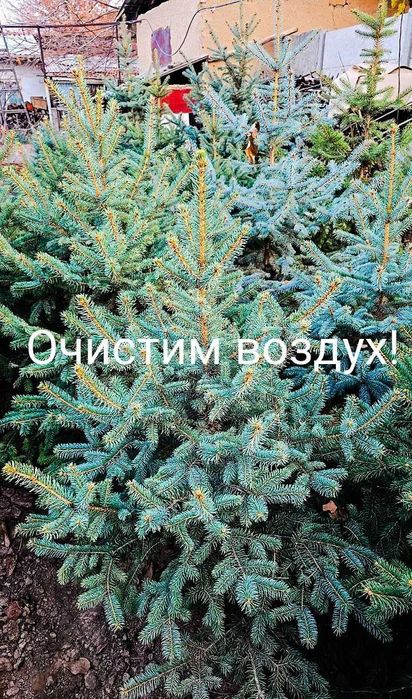 Элитная голубая ель в Ташкенте | хвоя голубой ел | арча goluboy archa