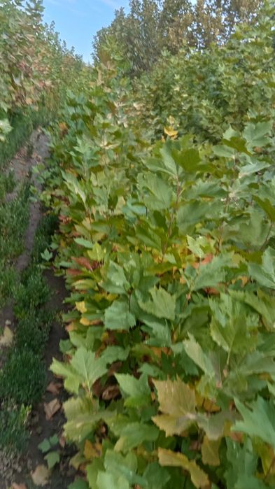 Plant ornamentale .platan buxux tuia