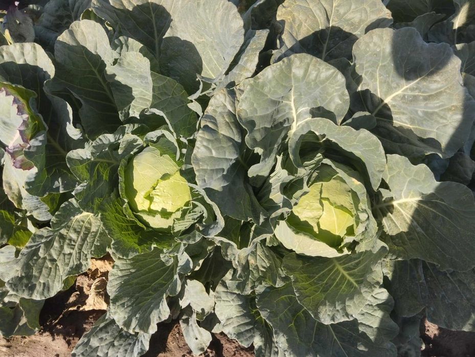 Продавам Българско Зеле Ергенско