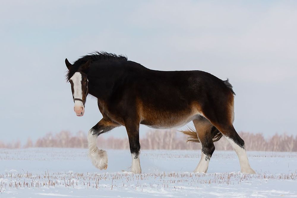 Шайр тяжеловоз кобыла жеребая