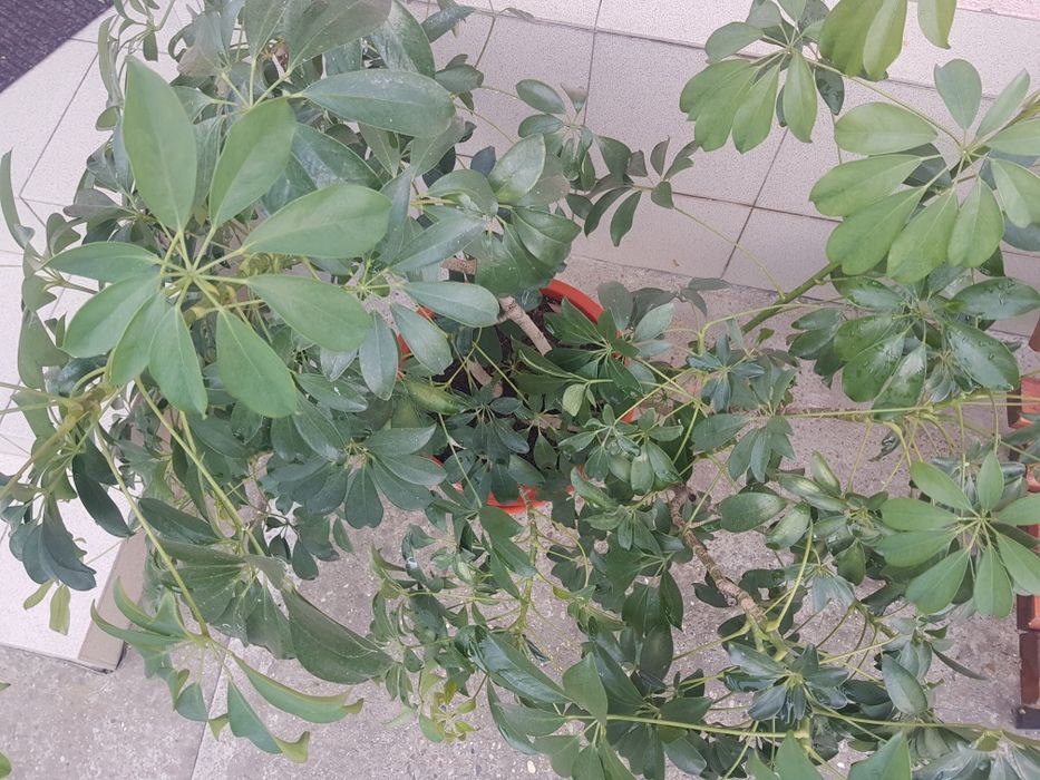 Planta în ghiveci pentru decoratiuni interioare si exterioare