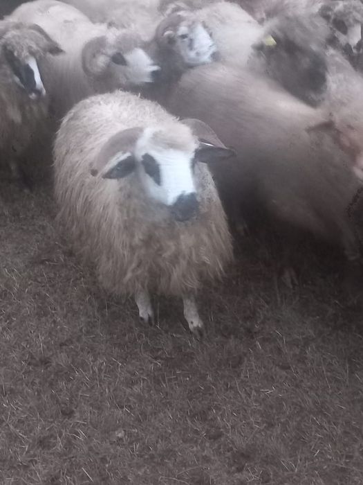 170berbecuti +oi reforme