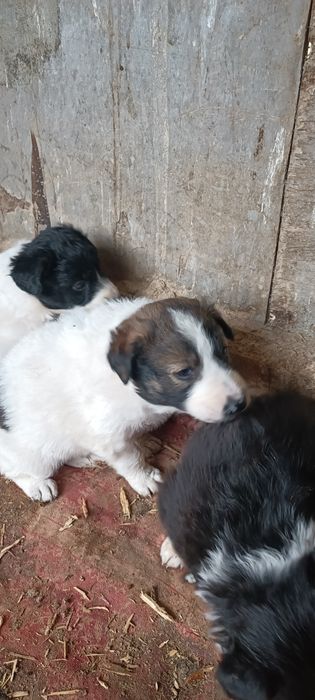 4 Бордър Колита от работещи родители