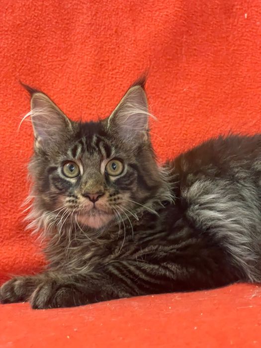 Maine Coon cu părinții campion