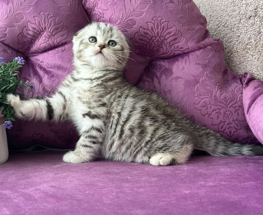 Шотландские шоу вип котята
