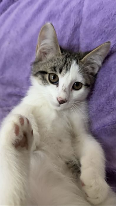 Игривые Котята Девочки и Мальчики