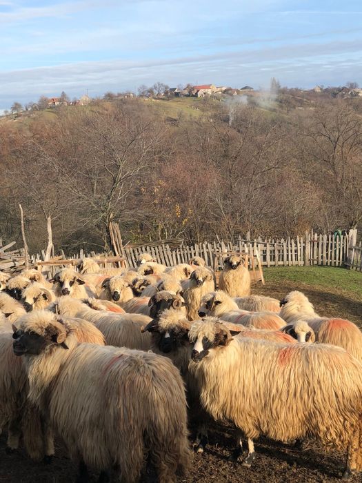 Vând 20 de oi tinere