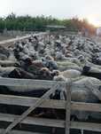 Vând oi,ofer spre vânzare 100 capete de oi sănătoase și bi