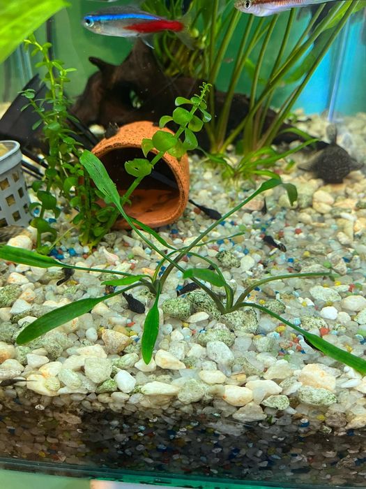 Pești ,plante acvariu