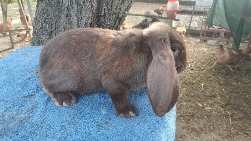 Iepuri berbec german