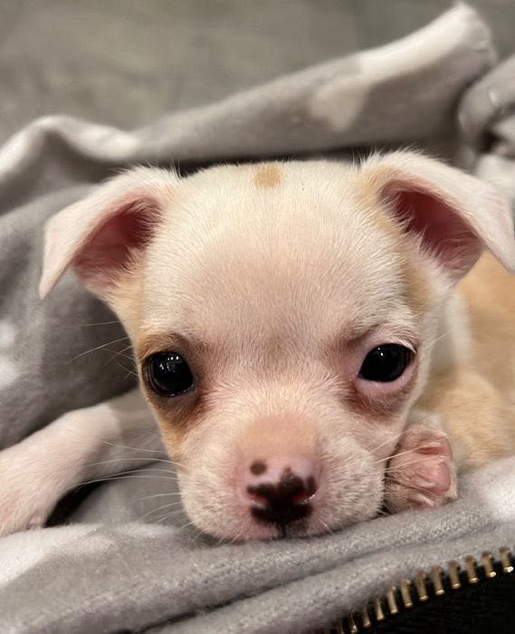 Продава се бебе мини чихуахуа на 7 седмици с втора ваксина