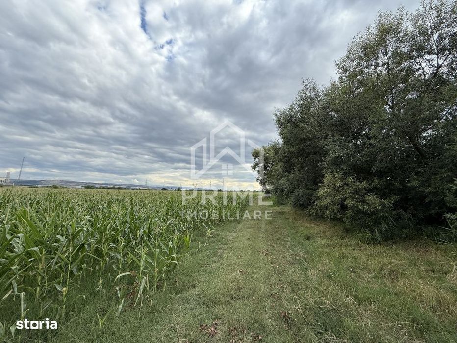 Teren agricol extravilan in zona DNCALB-A10