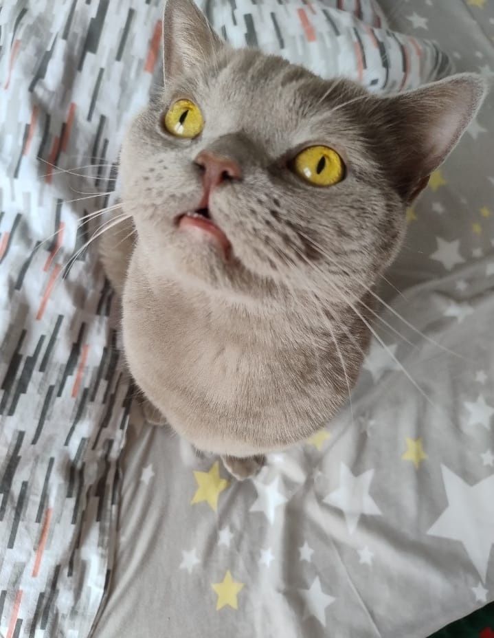 Продам британскую кошку