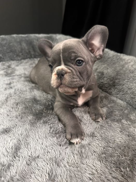 Pui Bulldog Francez Mascul Blue