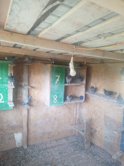 Porunbei de vînzare voiajori 2025.