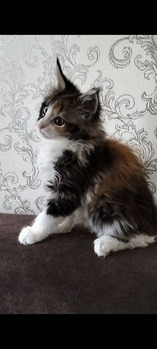 Котенок Мейн Кун