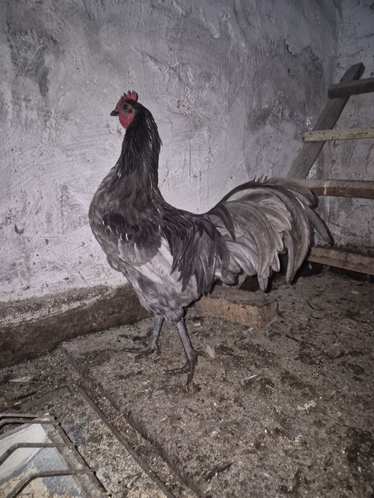Vand cocosi tineret(6 luni) brahma columbia lemon, australorp