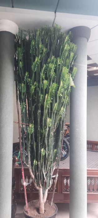 Bog uchun tuvakli gul