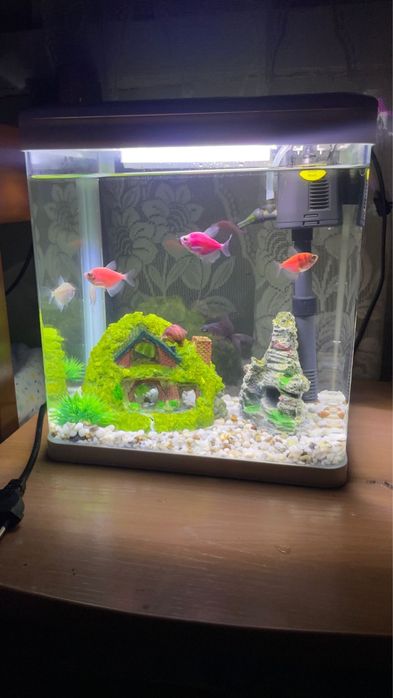 Аквариум с рыбками и улиткой