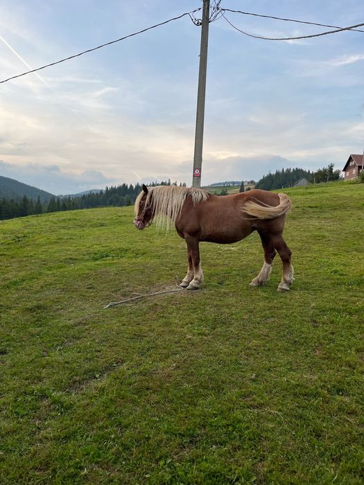 Iapa de vânzare 11 ani