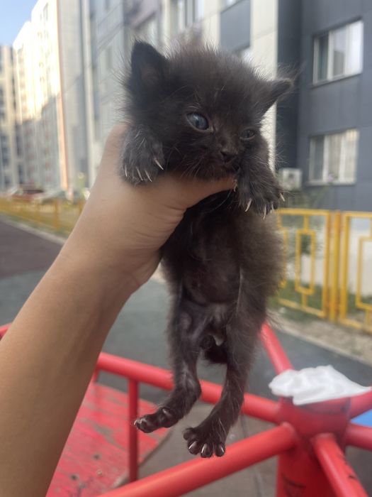 Черный котик,почти 1 месяц