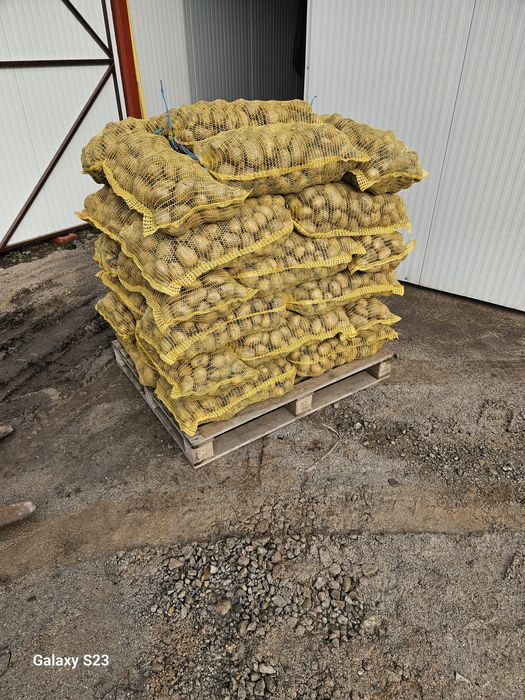 Картофи Сорая за консумация