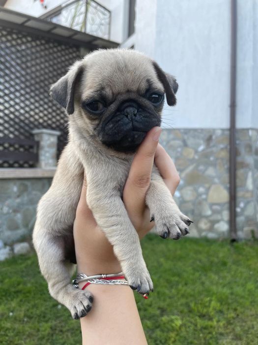 Vand Pug Mops Carlino