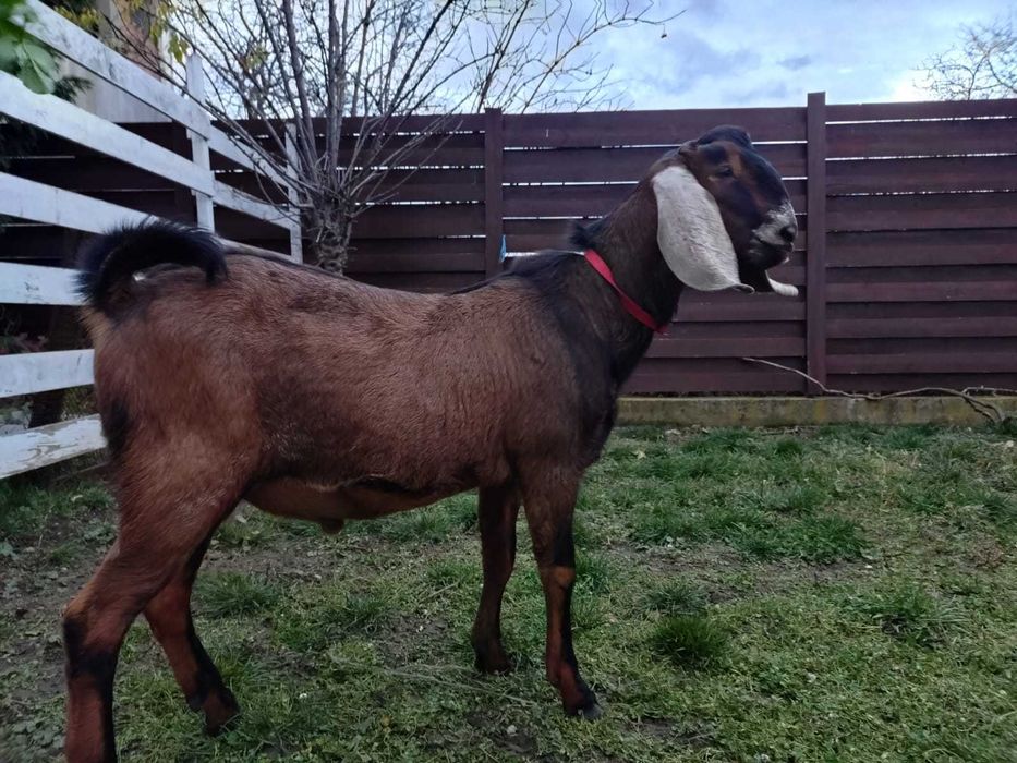 tap capra anglo nubian