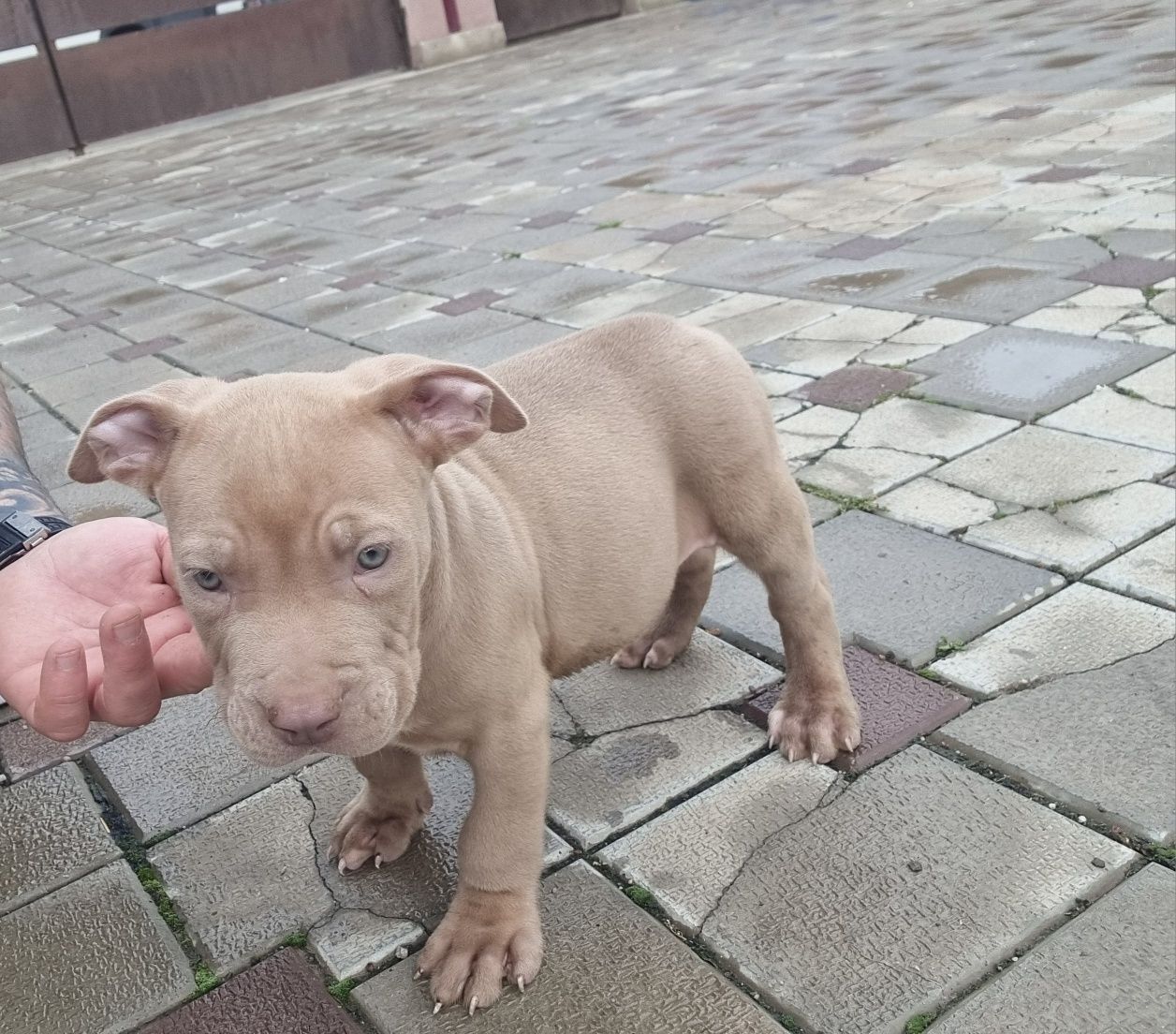 American Staffordshire Terrier (Amstaff)