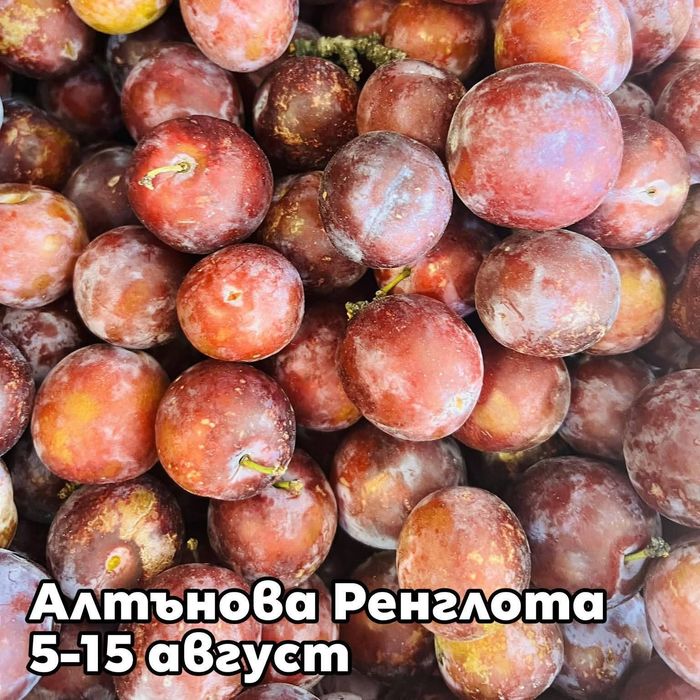 Овощни дръвчета сливи