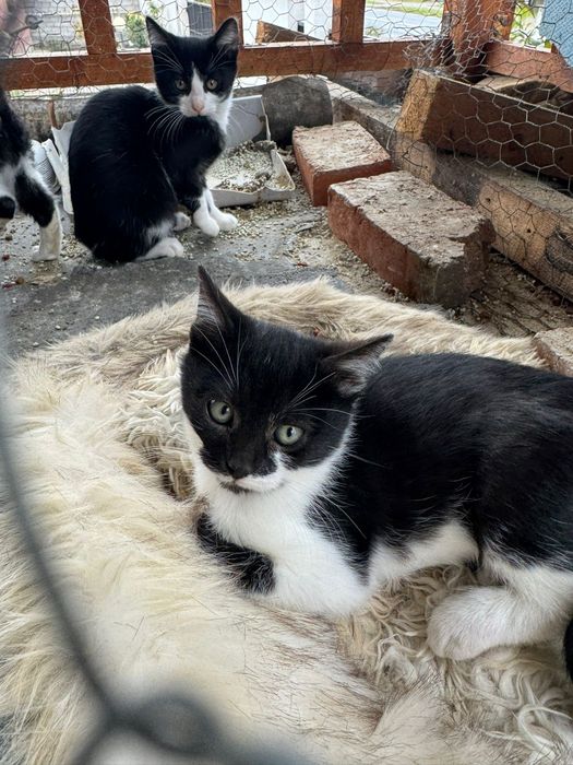 Donez puisor de pisica